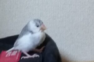 雛の文鳥飼いだした。