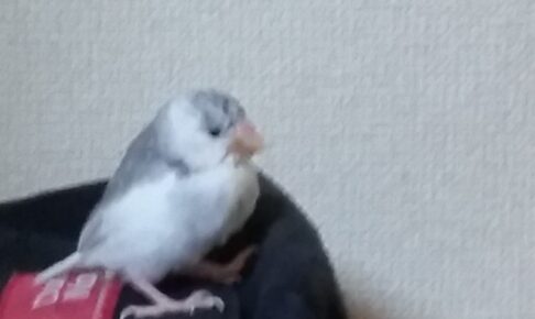 雛の文鳥飼いだした。