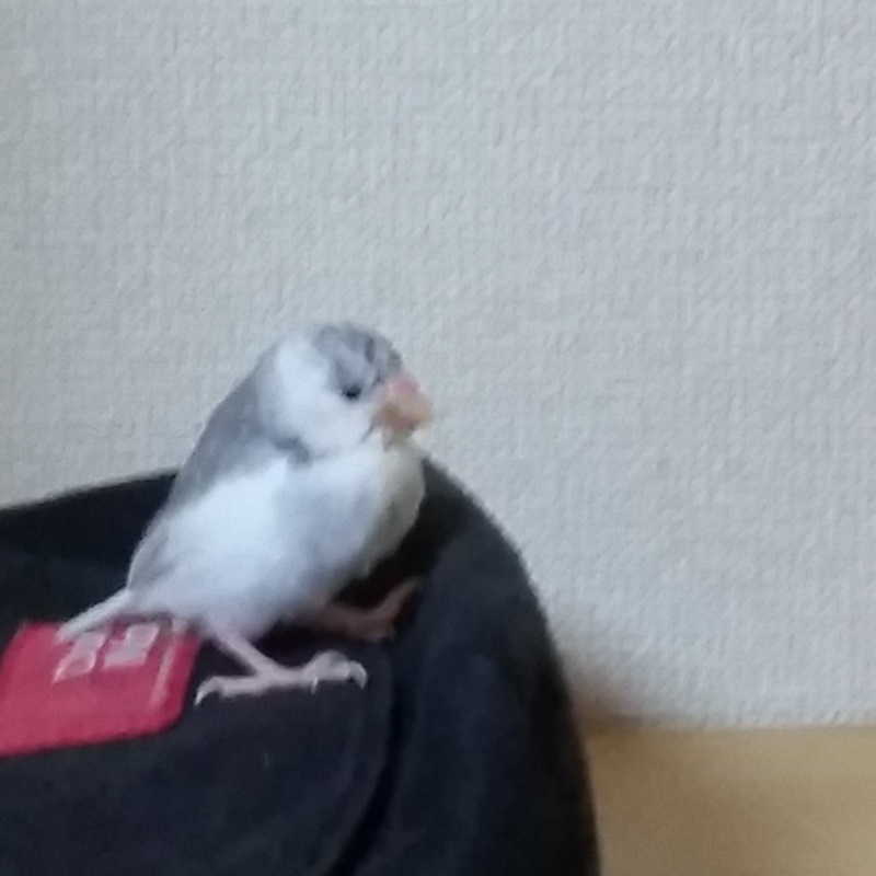 雛の文鳥飼いだした。